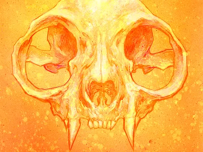 Cat Skull animal cat drawing mixed media nature skull