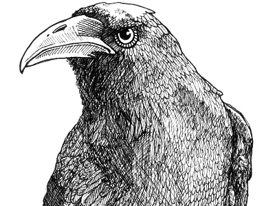 Departed Crow hand drawn illustration micron pen pen and ink