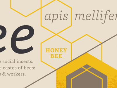 Capita for Fonts.com design illustration typography