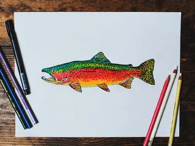 Rainbow angler fishing fly illustration prismacolor rainbow river trout