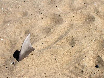 Concepts for New York Aquarium Promotions advertising aquarium beach coney island craft creative fin fish new york photo shark