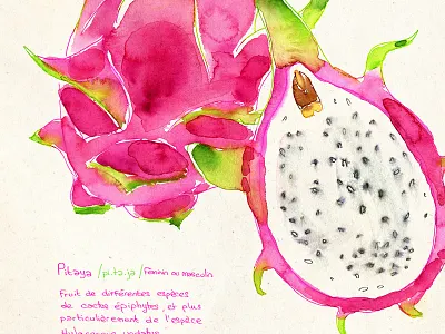 Dragonfruit dragon fruit fruit illustration paint pink pitaya watercolor