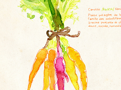 Carrots carrot illustration paint vegetable watercolor