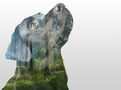Double Exposure Test dog double exposure forest labrador nature photography