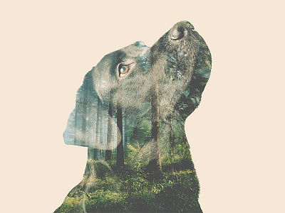 Double exposure alternative dog double exposure forest labrador nature photography