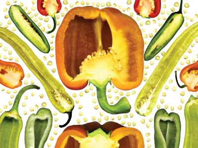 Farmers' Market Pepper Poster farm farmers market food pepper poster scan seeds vegetables