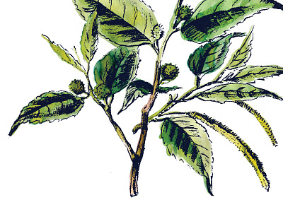 Fustic Wood botanical botany illustration plant rustic wood