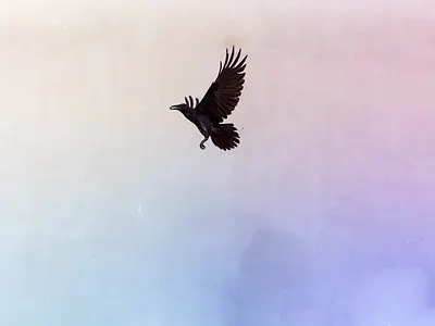 Wallpaper photo raven wallpaper
