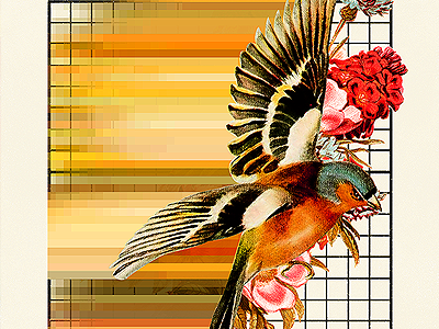 CN album artwork cd collage cover experimental layout print wip