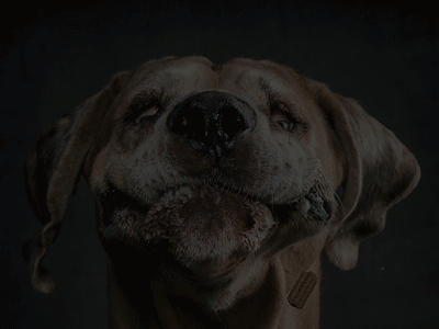 Sadie animation dogs gif ipad magazine photography portfolio website profile ui