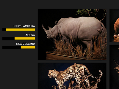 Wildlife Studios animals leopard rhino web design wildlife