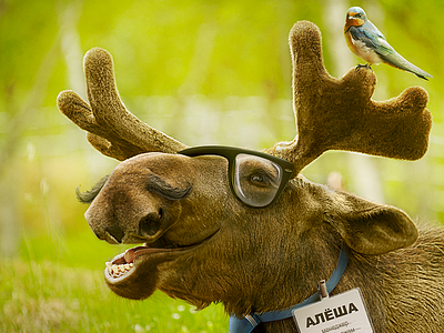 Alesha elk illustration photo