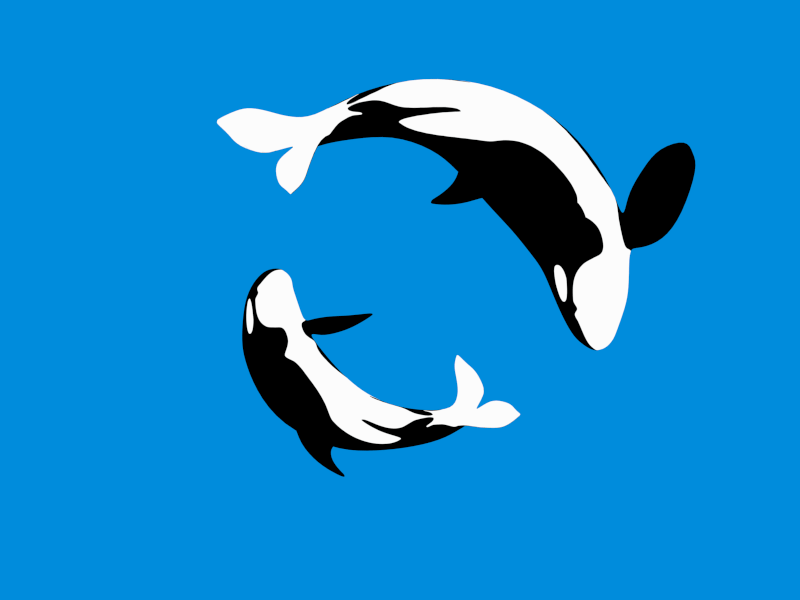 Orca Loop 3d animation blender cycles gif motion graphics orca whale