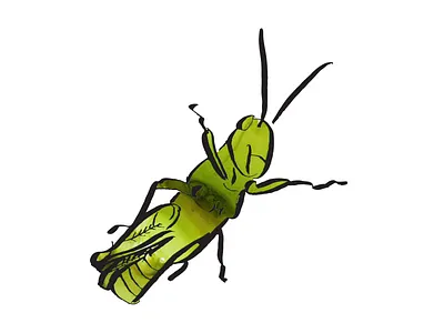 Grasshopper collage grasshopper illustration insect line drawing pen and ink work in progress