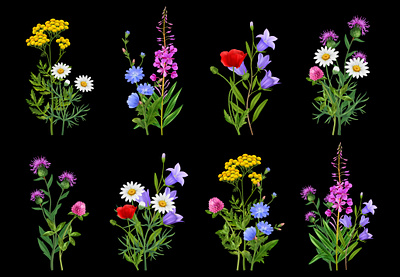 Wildflower bundles set bundles illustration realistic summer vector wildflower
