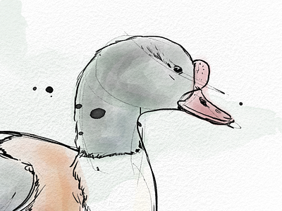 Shelduck illustration photoshop