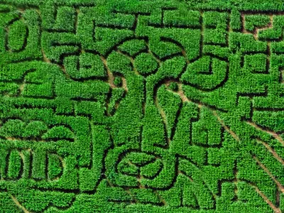 Cow-mazing Corn Maze corn corn maze cow dairy darigold farm illustration maze northwest pnw