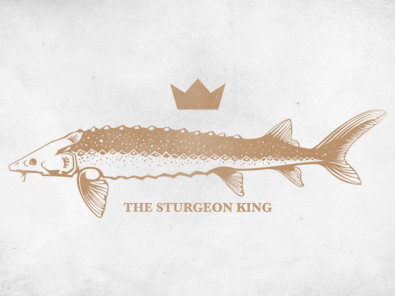 REMLAR THE STURGEON KING - GIF fish gif gold indigo logo marker sturgeon