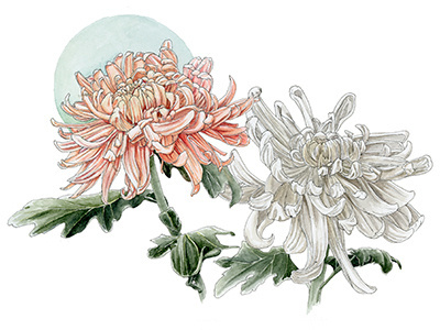 Accupuncture Clinic Illustration accupuncture botanical clinic floral flowers ink moon watercolor website