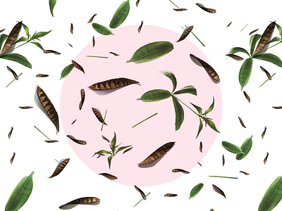Nature Made branding identity leaf natural nature pattern pink print