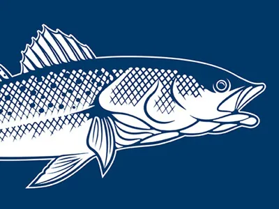 Speckled Trout Illustration fin fish fishing graphic louisiana outdoor outfitters shirt design speckled trout tail