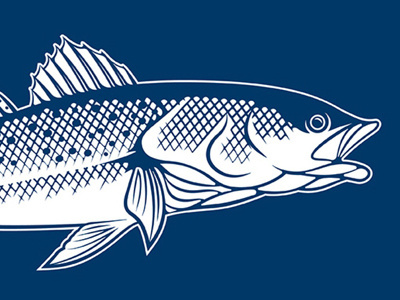 Speckled Trout Illustration fin fish fishing graphic louisiana outdoor outfitters shirt design speckled trout tail