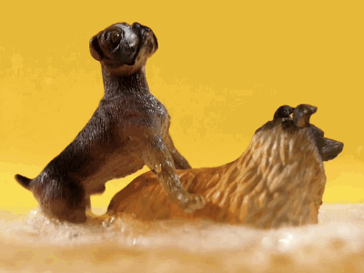 OkCupid data video animation beer data dating dog dogs fact instagram okcupid sex social media video