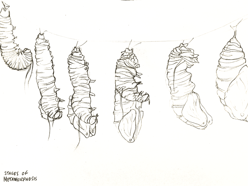 Metamorphosis drawing graphite pencil sketching
