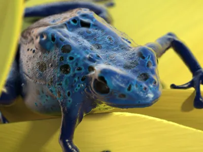 Frog 3d frog