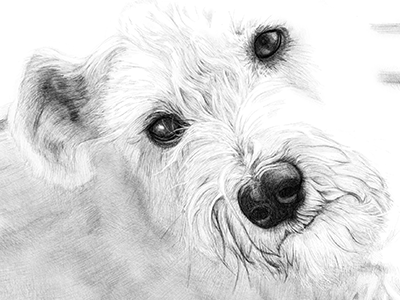 Max apple pencil illustration ipad pro procreate