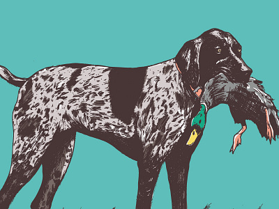 Spaniel Pointer dog duck hunting