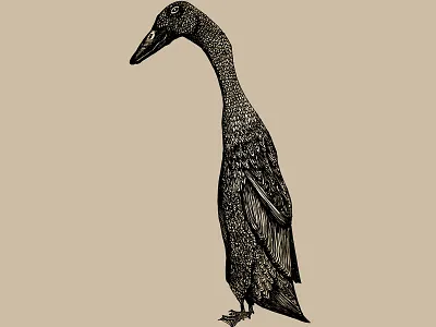 Indian running duck birds duck indian running duck mixed media nature pen and ink waterfowl