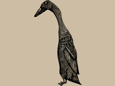 Indian running duck birds duck indian running duck mixed media nature pen and ink waterfowl
