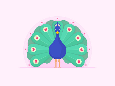 Peacock bird peacock