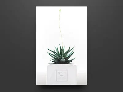 Daily Practice clean graphic green minimalism plant poster succulent