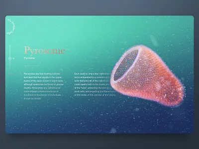 The Strangest Jellies #2 sea web design