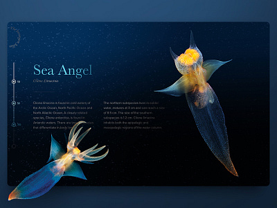 The Strangest Jellies #3 sea sea angel web design