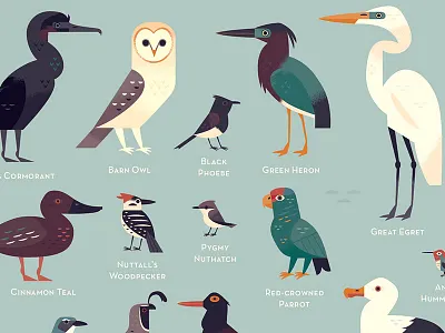 Birds of Los Angeles animals birds california illustrated animals illustrated birds illustration los angeles nature pelican raven scientific illustration wildlife