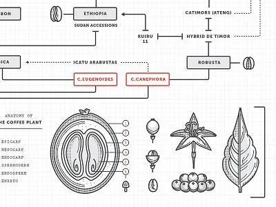 Coffee Nerd chart coffee flower graph illustration infograph leaf milwaukee plant poster vector