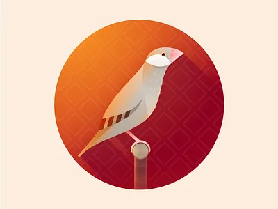 Lovely Finch Illustration affinity designer dird finch graphic illustration light pet vector warm zajno