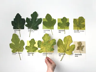 Autumn Fig Pantone Palette color colors craft design dribbble fig fig tree leaves palette pantone photography swatches
