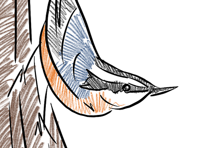 What’s goin’ down? apple pencil birds colored pencil ipad northwest nuthatch procreate