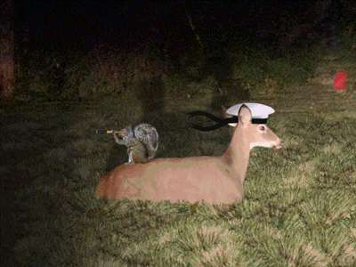 Navy Deer animal animation animator deer design gif graphics motion sailor squirell video