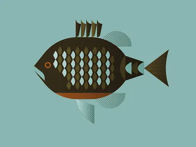 Bluegill bluegill fin fish fishing gill illinois illustration midwest nature scales