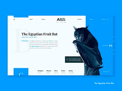 "B" is for Egyptian Fruit Bat animal animals bat bats discovery egyptian encyclopedia national geographic nature