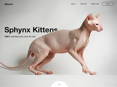 Sphynx cats landing page sphynx web