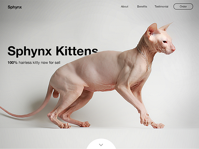 Sphynx cats landing page sphynx web