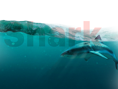 Shark Index alert illustration infographie sea shark sharkindex surf
