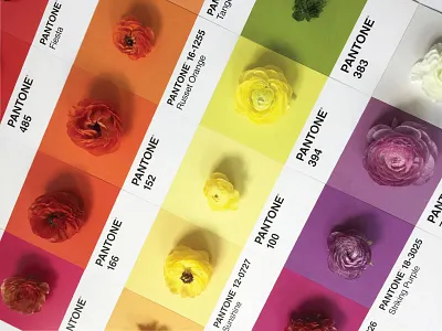Pantone Post - Rainbow Ranunculus color color theory design dribbble flowers nature palette pantone plants rainbow ranunculus