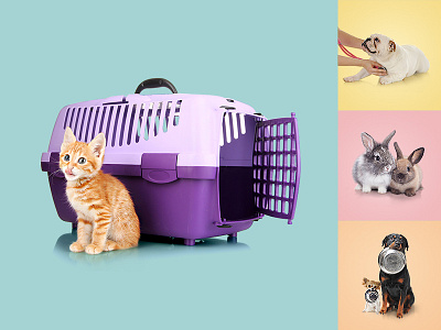 Petdrugs brand branding identity images moodboard pets stock web design website